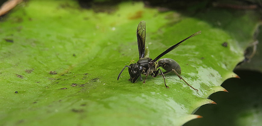 Close-up of a black wasp on a green leaf