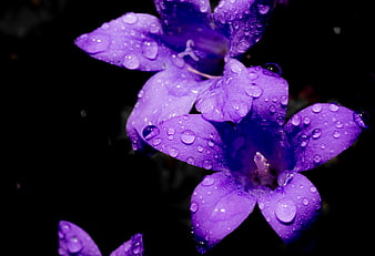 Close-up of purple flowers with water droplets on black background