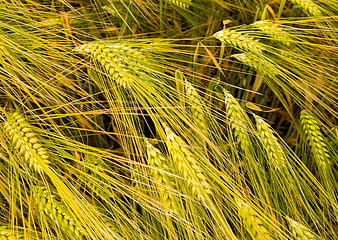 Close-up of golden barley ears in a field