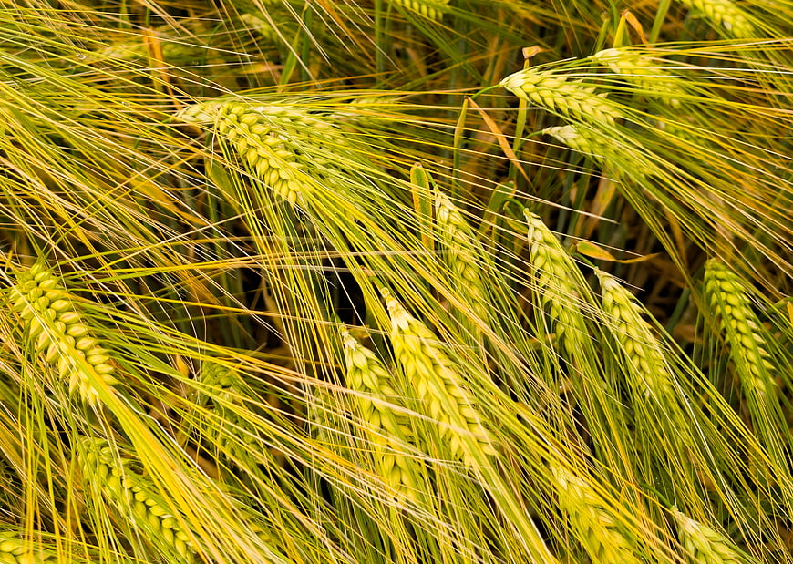 Close-up of golden barley ears in a field