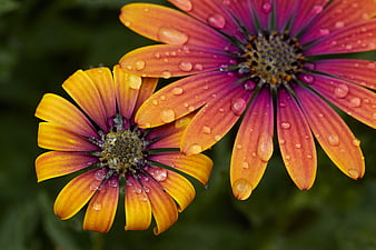 Close-up of vibrant orange and purple flowers with water droplets