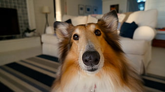 Close-up portrait of a Shetland Sheepdog in a living room
