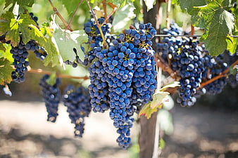 Ripe Blue Grapes Hanging on Vine in Sunlit Vineyard