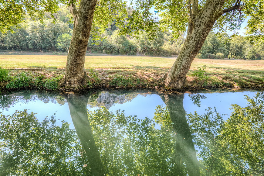 Serene River Reflection with Two Large Trees and Green Foliage