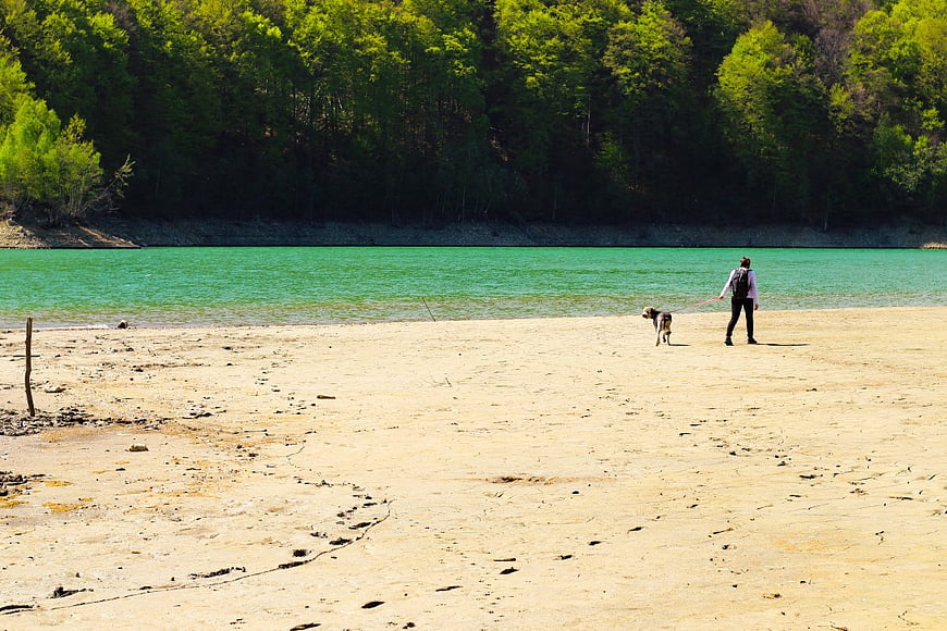 Man Walking Dog on Sandy Lake Shore with Green Water