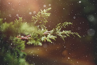Close-up of evergreen branch with falling snowflakes in winter