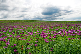 Vast field of blooming purple poppies under dramatic cloudy sky
