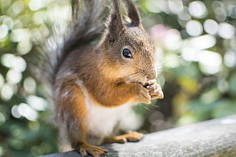 Red squirrel eating nut on wooden fence in forest
