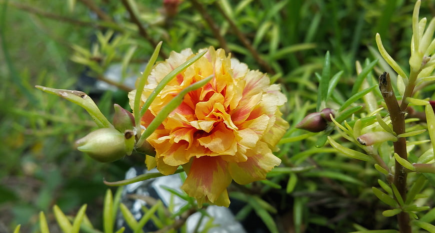 Close-up of vibrant yellow and orange portulaca flower
