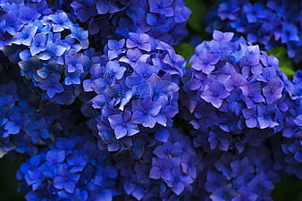 Close-up of vibrant blue and purple hydrangea flowers