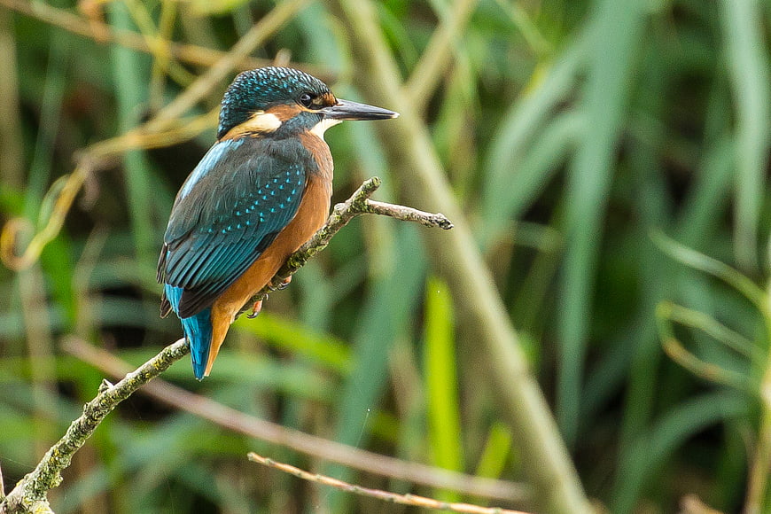 Common Kingfisher perched on a branch in nature