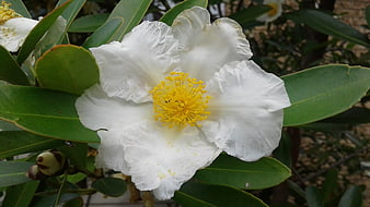Close-up of White Camellia Flower with Yellow Stamen
