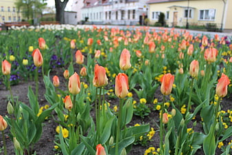 Vibrant orange tulips blooming in a spring garden bed