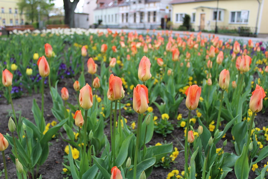 Vibrant orange tulips blooming in a spring garden bed