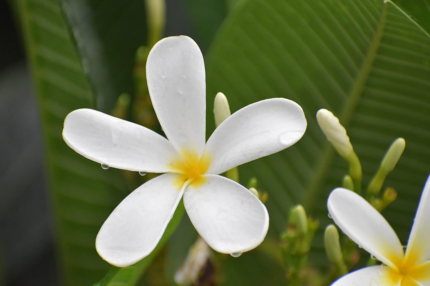 Close-up of white plumeria flower with yellow center and water droplets