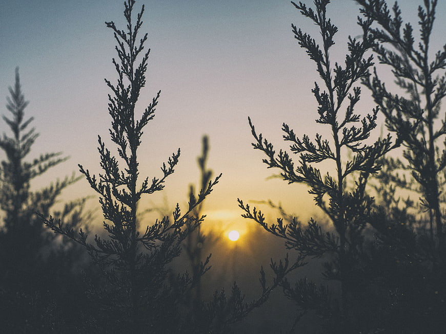 Silhouetted evergreen trees against a hazy sunrise
