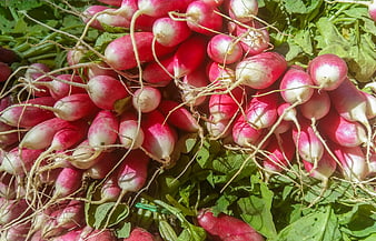 Freshly harvested red radishes with roots and green leaves