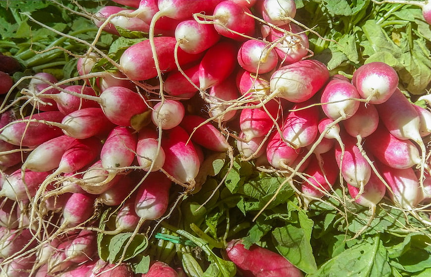 Freshly harvested red radishes with roots and green leaves