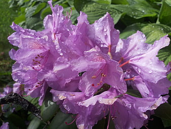 Close-up of purple rhododendron flowers with raindrops