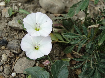 Two White Morning Glory Flowers Growing in Rocky Soil