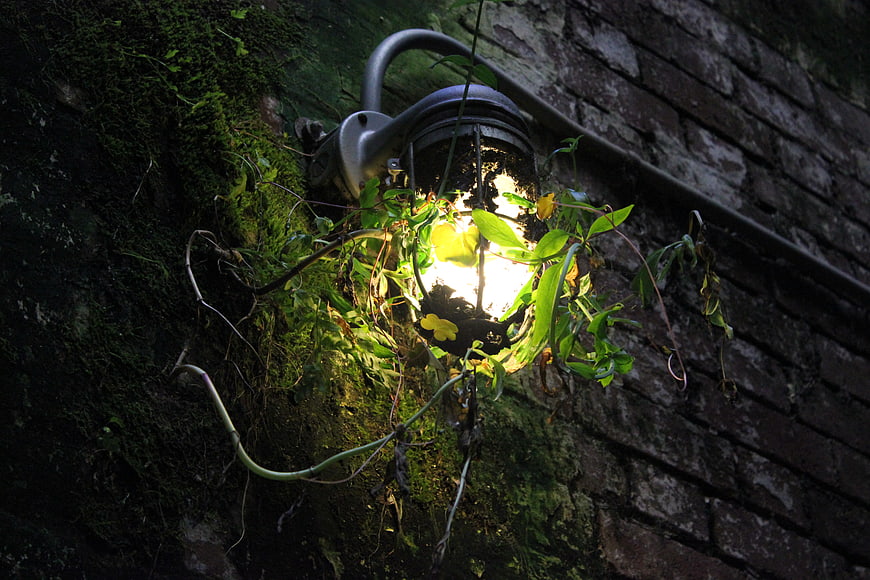 Glowing outdoor lamp overgrown with vines on mossy brick wall