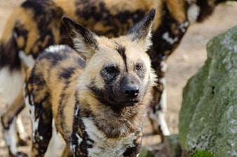 Close-up portrait of an African Wild Dog in natural habitat