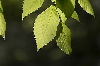 Close-up of green leaves with water droplets on dark background