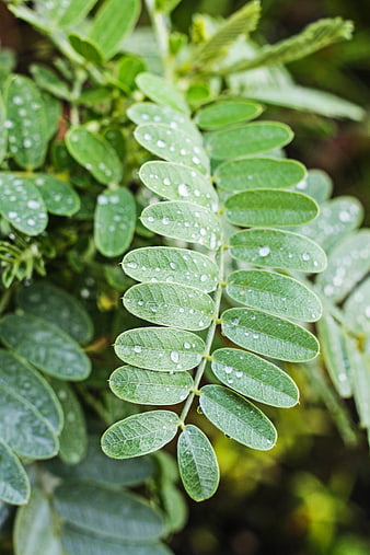 Close-up of green fern leaves with water droplets