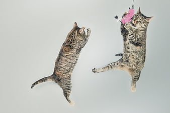 Two Tabby Cats Jumping To Catch A Pink Toy