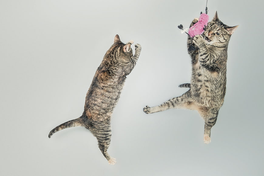 Two Tabby Cats Jumping To Catch A Pink Toy