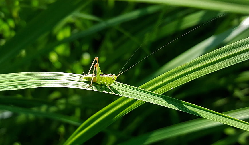 Green Grasshopper Perching on a Blade of Grass