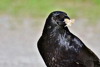 Close-up of a black crow holding food in its beak