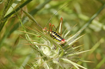 Close-up of a colorful bush cricket on a thistle plant