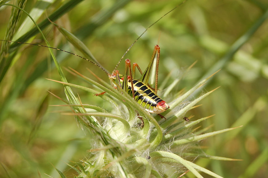 Close-up of a colorful bush cricket on a thistle plant