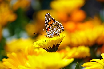 Painted Lady Butterfly on Yellow Flower Closeup