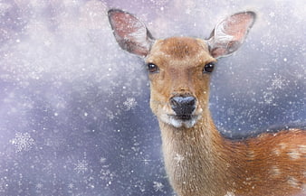 Roe Deer Portrait With Snowflakes And Winter Background