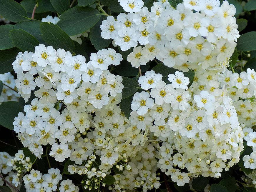 Close-up of white spirea flowers with yellow centers
