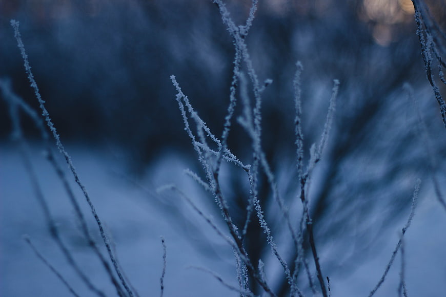 Frosty branches in a winter landscape