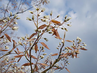 White Blossoms on Branches Against Blue Sky