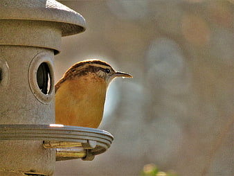 Cactus Wren perched on bird feeder in warm sunlight