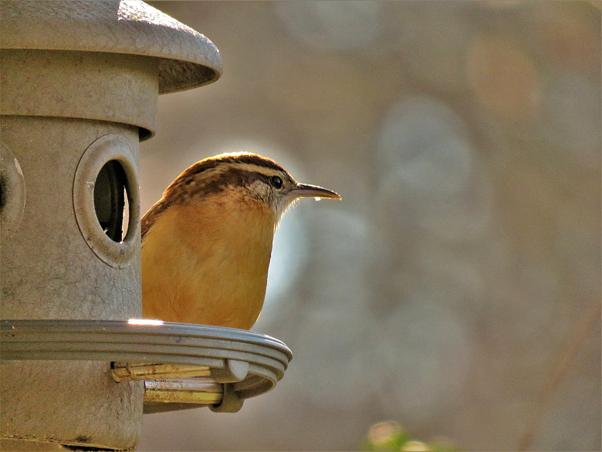 Cactus Wren perched on bird feeder in warm sunlight