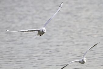 Seagull in Flight Over Water Background