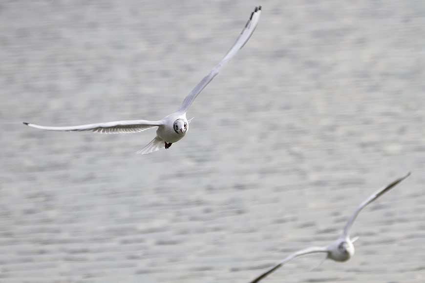 Seagull in Flight Over Water Background