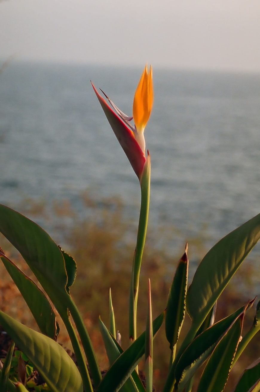Bird of Paradise Flower with Ocean Background