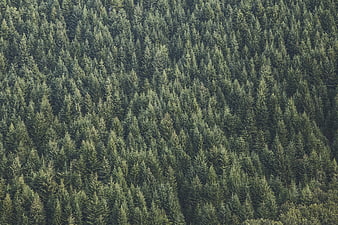 Aerial view of dense green pine forest canopy