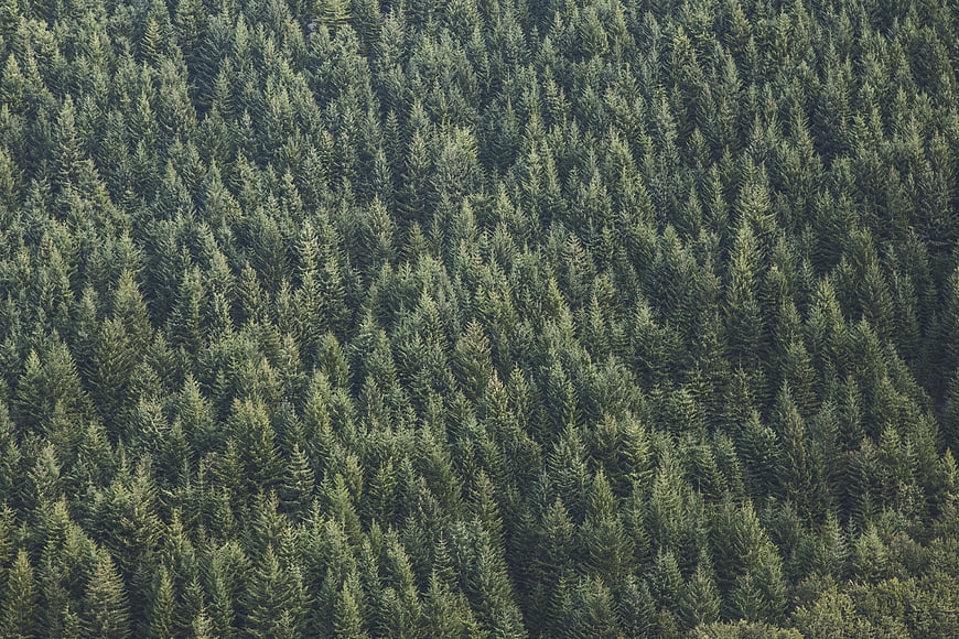 Aerial view of dense green pine forest canopy