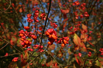Close-up of vibrant red autumn berries on a tree branch