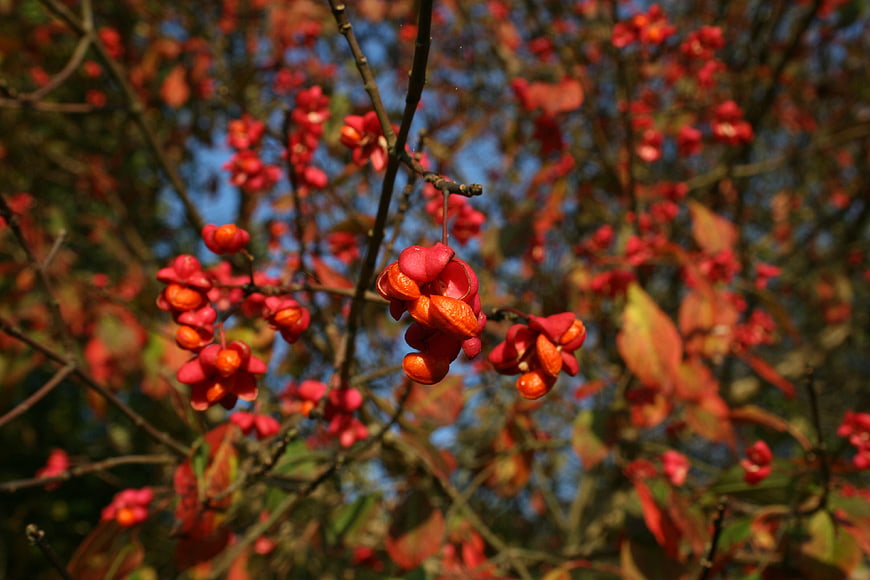 Close-up of vibrant red autumn berries on a tree branch