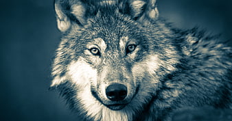 Close-up portrait of a grey wolf with intense blue eyes