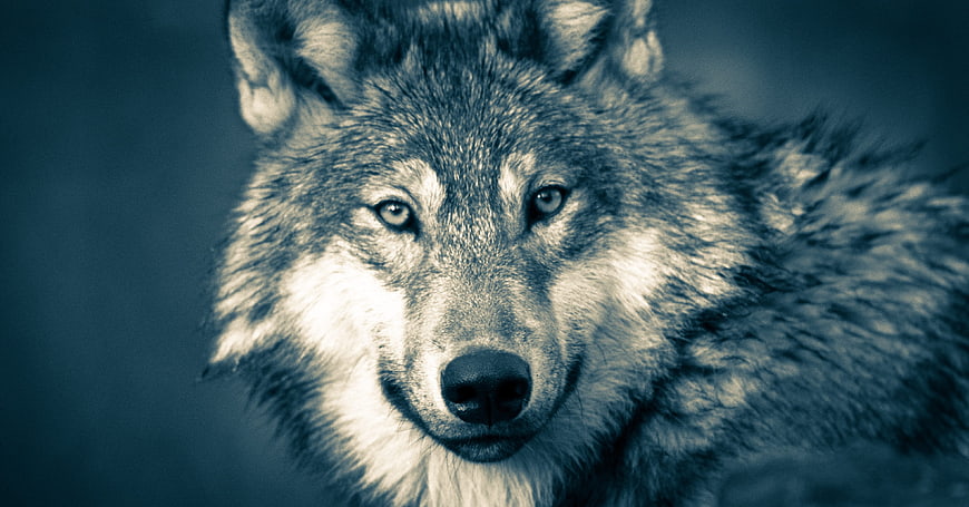 Close-up portrait of a grey wolf with intense blue eyes